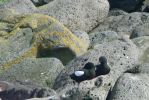 PICTURES/Puffin Express - Boat Tour Around Puffin Island/t_Black Guillemots1.JPG